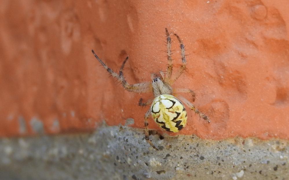 Neoscona adianta? S ! Gorgoglione (MT)